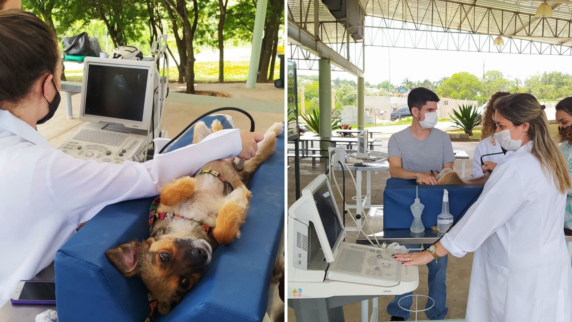 A imagem mostra o aparelho de ultrassom e a realização do teste abdominal FAST em um cachorro.
