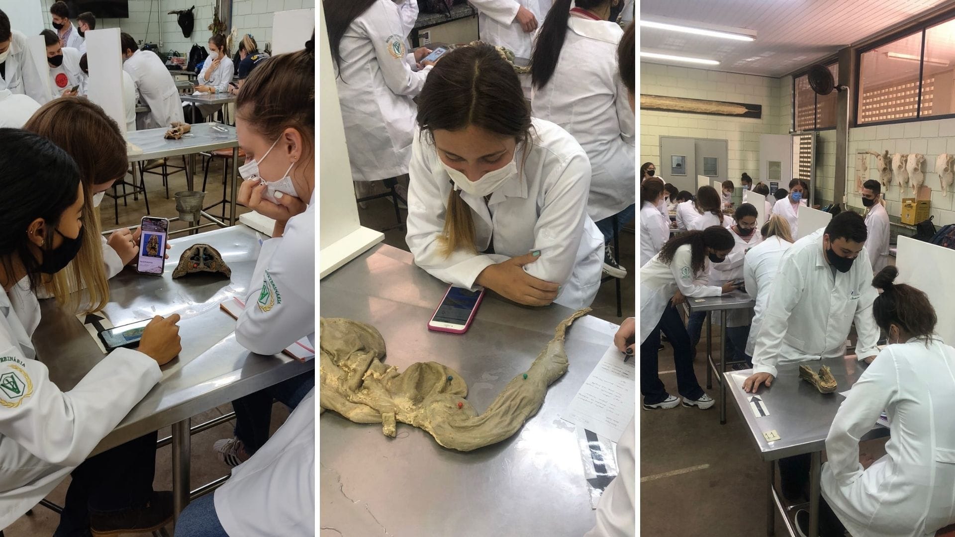 A imagem traz três fotos dos alunos realizando o simulado sobre Anatomia de Grandes Animais, observando os órgãos.