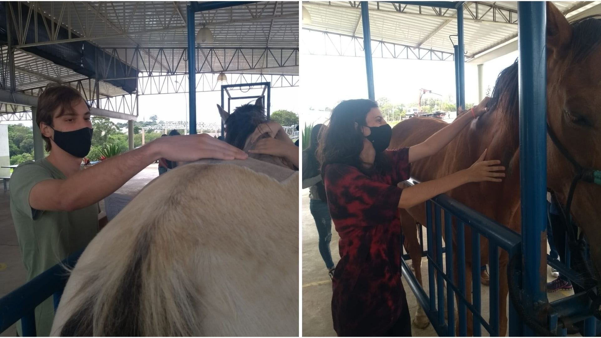 A imagem mostra alunos realizando exame de toque a fim de reconhecer a eficiência reprodutiva de animais.