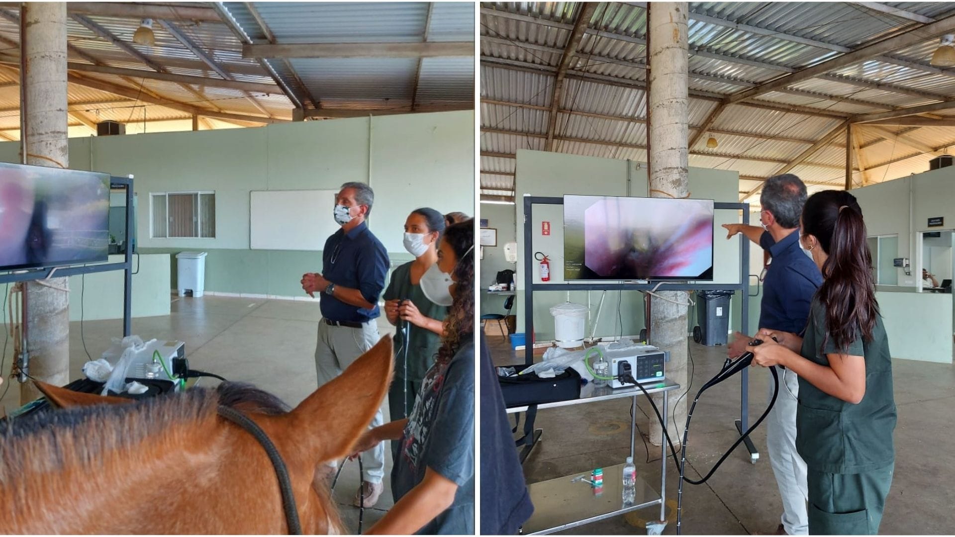 A imagem mostra o conselheiro de Medicina Veterinária durante o treinamento de endoscopia em equinos.