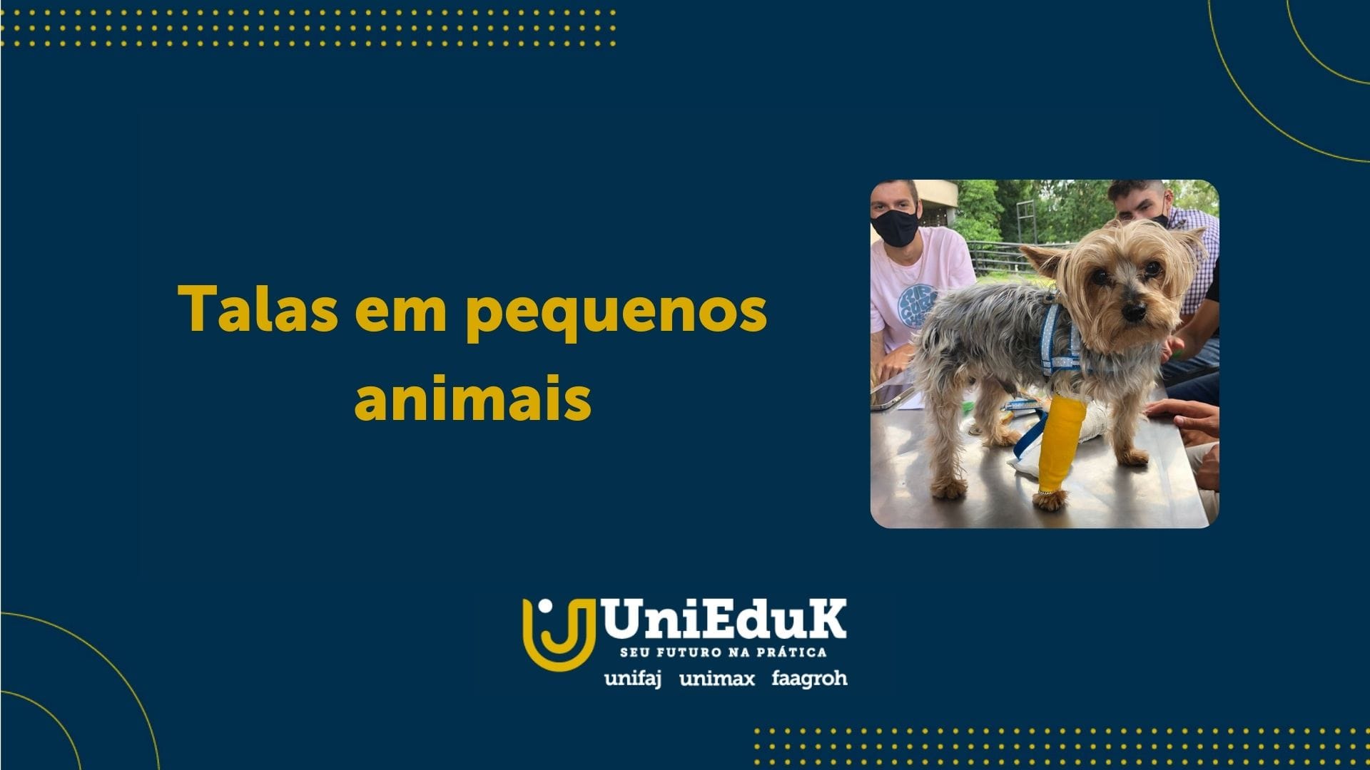 A imagem mostra os alunos aplicando talas de conforto em pequenos animais.