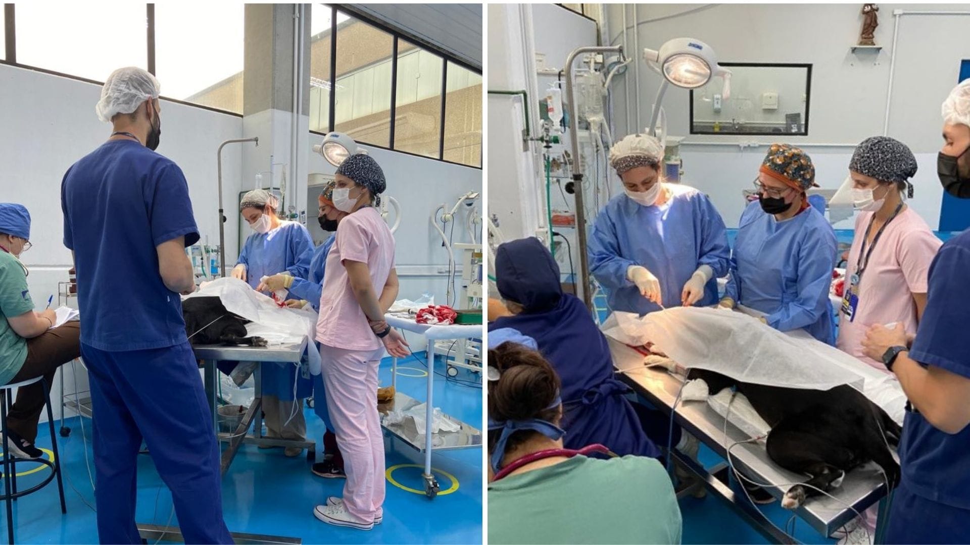 A imagem mostra os alunos e a Conselheira Aline Zoppa na sala de cirurgia durante a Rinotomia realizada.