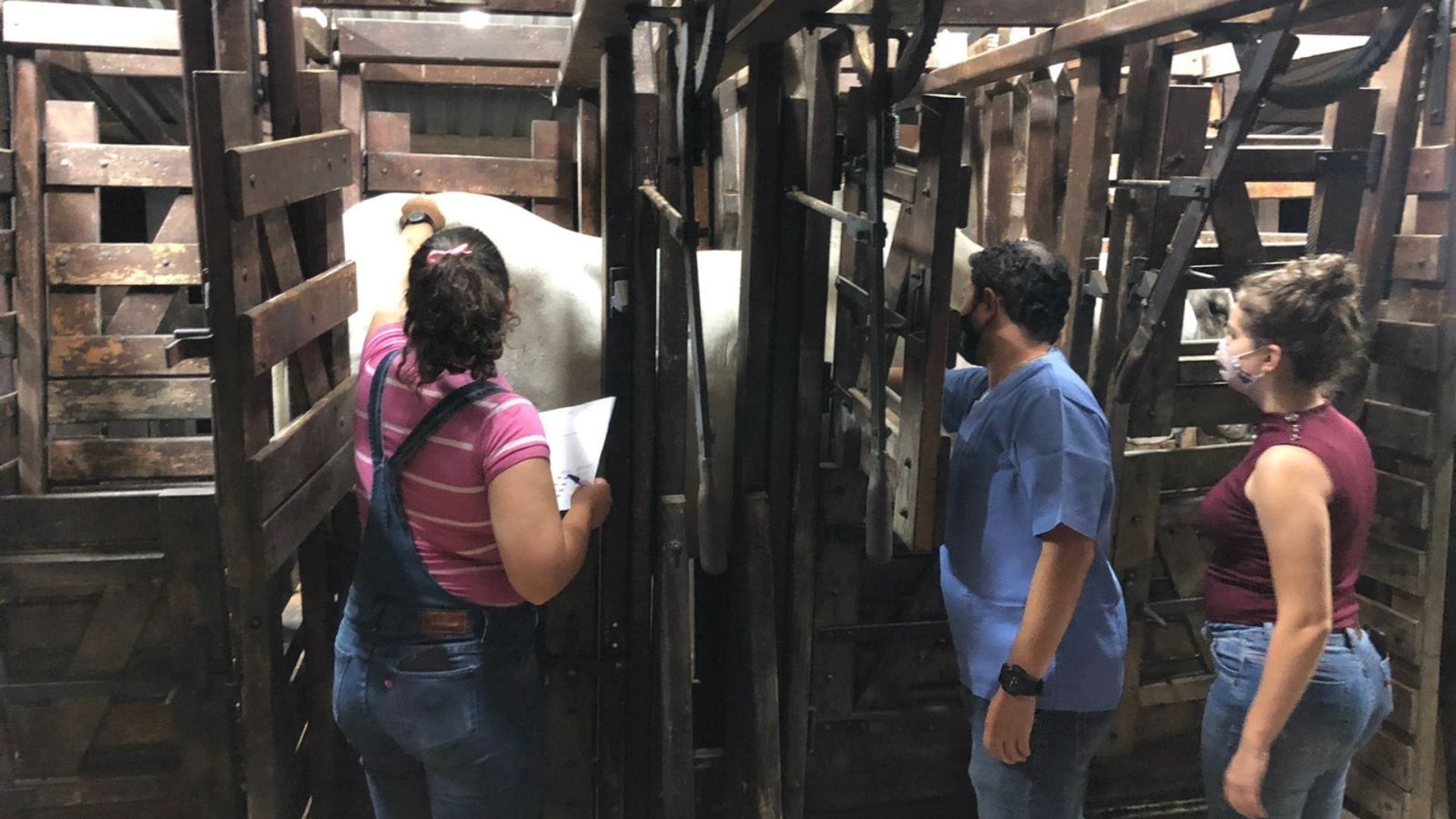 A imagem mostra os alunos realizando a Avaliação de Escore Corporal durante aula prática do curso de Medicina Veterinária.