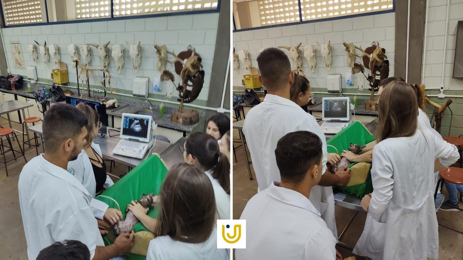 A imagem mostra os alunos durante a aula de ultrassonografia para emergência.