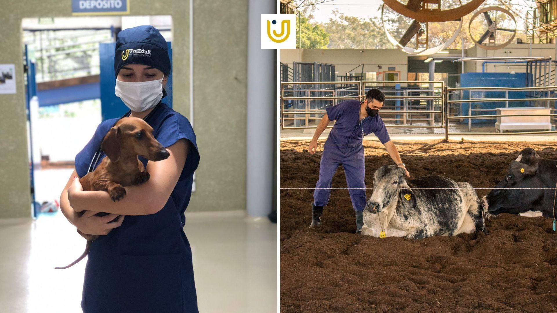 A imagem mostra alunos do curso de Medicina junto aos animais tratados no Hospital Veterinário UniEduK.